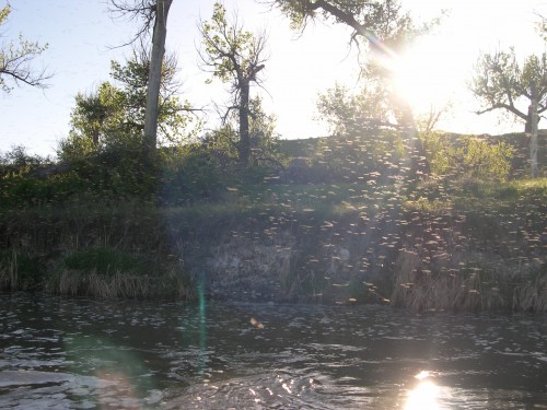 Caddis Hatch on the Bighorn