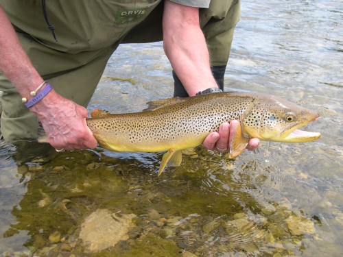 Brown Trout