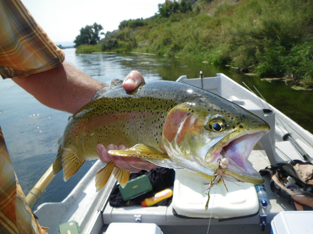 Rainbow with hopper caught by Kunnio.