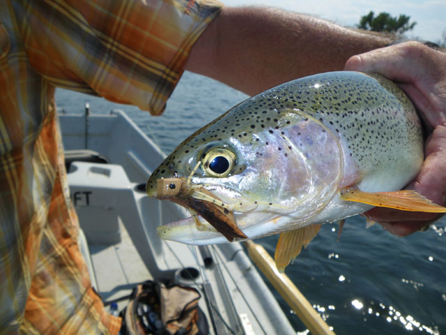 Another nice Bighorn Rainbow caught on a hopper.