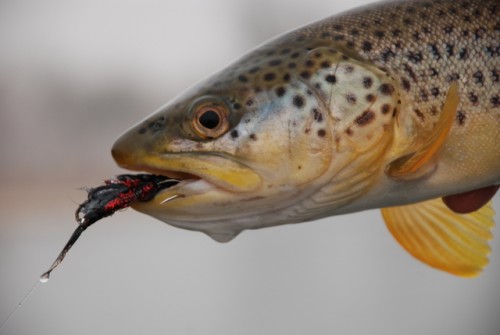 Brown Trout Caught On A Streamer