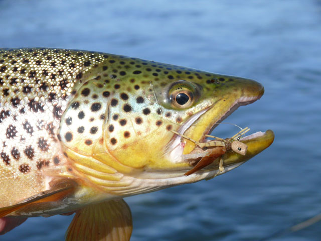 Lower Bighorn River Brown Trout