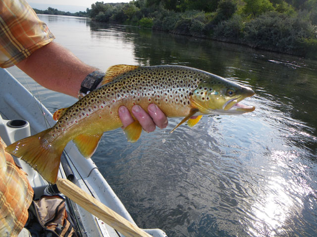 An average Lower Bighorn River Brown Trout that ate a hopper, caught by Kunio from Japan.