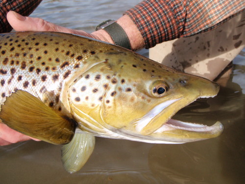 Brown Trout