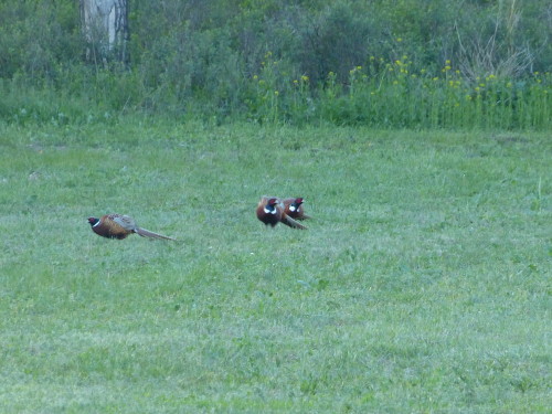 pheasantsbehindlodge