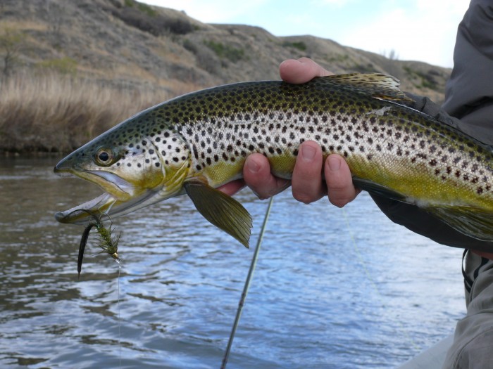 Bighorn River Streamer Fishing Green Wooly Bugger Montana Fly